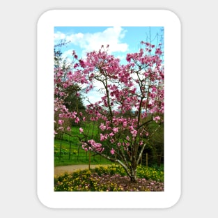 Magnolia Tree Batsford Arboretum Cotswolds UK Sticker